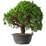 Juniperus chinensis Kishu, 31,5 cm, ± 15 anni