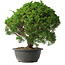 Juniperus chinensis Kishu, 31,5 cm, ± 15 anni