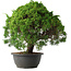 Juniperus chinensis Kishu, 31,5 cm, ± 15 anni