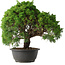 Juniperus chinensis Kishu, 31,5 cm, ± 15 anni