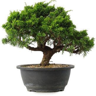 Juniperus chinensis Itoigawa, 22,5 cm, ± 15 jaar oud