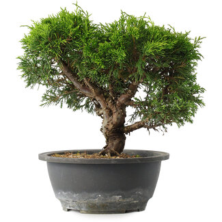 Juniperus chinensis Itoigawa, 23 cm, ± 15 años
