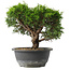 Juniperus chinensis Itoigawa, 23 cm, ± 15 anni