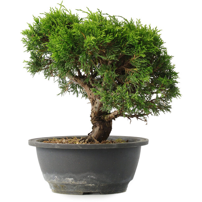 Juniperus chinensis Itoigawa, 23 cm, ± 15 years old