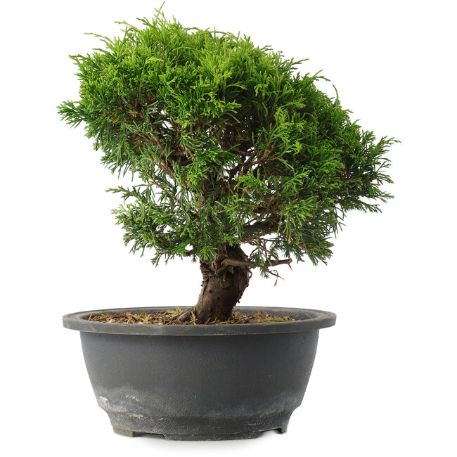 Juniperus chinensis Itoigawa, 23 cm, ± 15 jaar oud