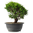 Juniperus chinensis Itoigawa, 23 cm, ± 15 anni