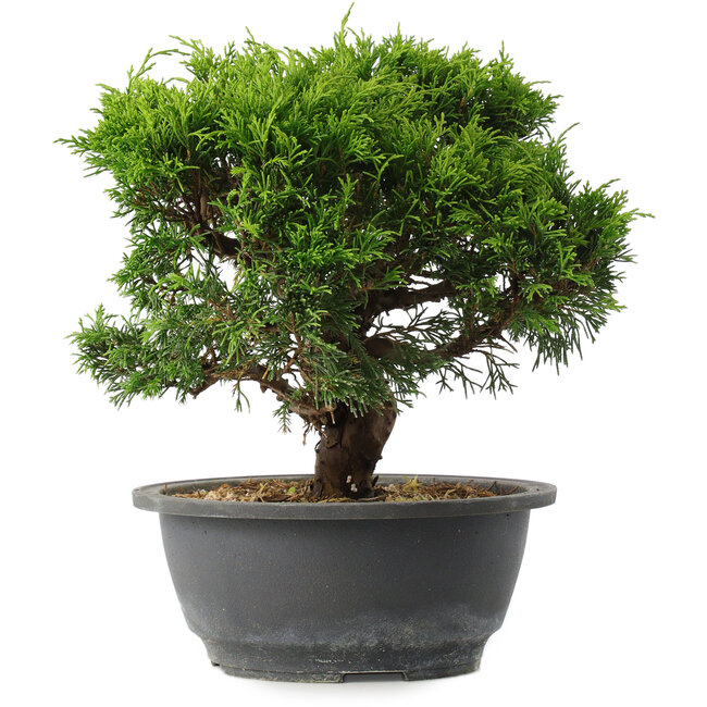 Juniperus chinensis Itoigawa, 23 cm, ± 15 Jahre alt