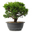 Juniperus chinensis Itoigawa, 23 cm, ± 15 anni