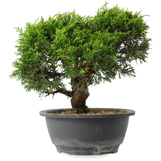 Juniperus chinensis Itoigawa, 23 cm, ± 15 anni