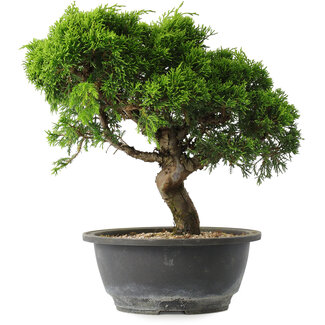 Juniperus chinensis Itoigawa, 25 cm, ± 15 anni