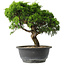 Juniperus chinensis Itoigawa, 25 cm, ± 15 years old