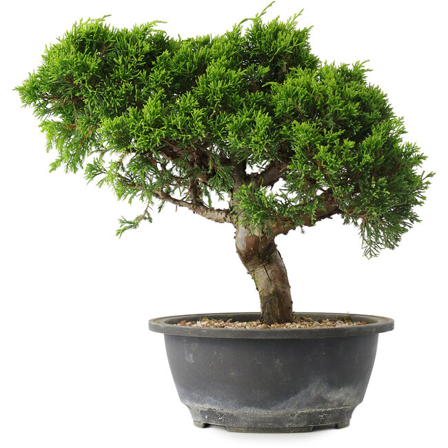 Juniperus chinensis Itoigawa, 25 cm, ± 15 jaar oud