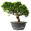 Juniperus chinensis Itoigawa, 25 cm, ± 15 years old