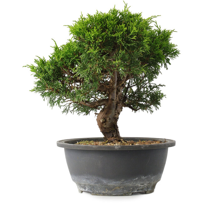 Juniperus chinensis Itoigawa, 23 cm, ± 15 Jahre alt