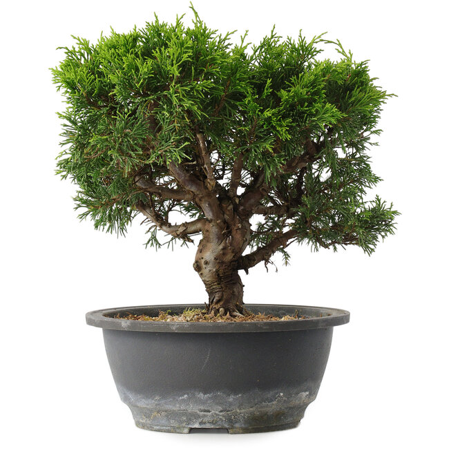 Juniperus chinensis Itoigawa, 23 cm, ± 15 anni