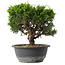 Juniperus chinensis Itoigawa, 23 cm, ± 15 anni