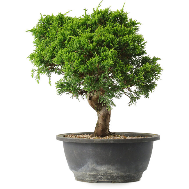 Juniperus chinensis Itoigawa, 25 cm, ± 15 jaar oud