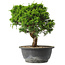 Juniperus chinensis Itoigawa, 25 cm, ± 15 years old