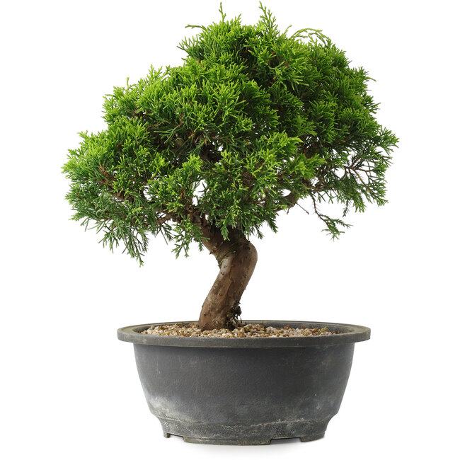 Juniperus chinensis Itoigawa, 25 cm, ± 15 jaar oud