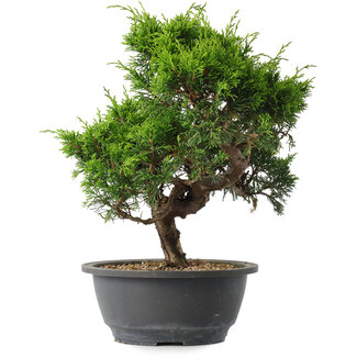 Juniperus chinensis Itoigawa, 28,5 cm, ± 15 anni