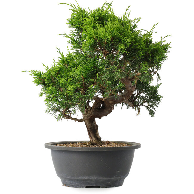 Juniperus chinensis Itoigawa, 28,5 cm, ± 15 anni