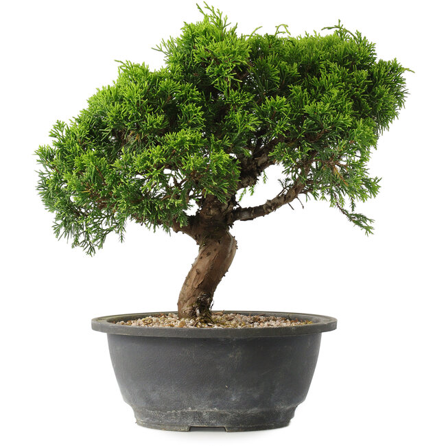 Juniperus chinensis Itoigawa, 25 cm, ± 15 ans