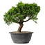 Juniperus chinensis Itoigawa, 25 cm, ± 15 years old