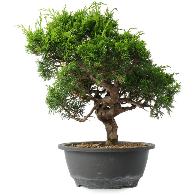Juniperus chinensis Itoigawa, 28,5 cm, ± 15 años