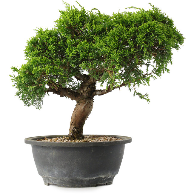 Juniperus chinensis Itoigawa, 25 cm, ± 15 ans