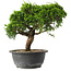 Juniperus chinensis Itoigawa, 25 cm, ± 15 anni