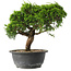 Juniperus chinensis Itoigawa, 25 cm, ± 15 years old