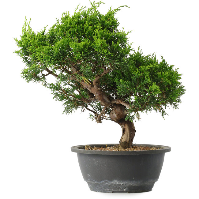 Juniperus chinensis Itoigawa, 28,5 cm, ± 15 jaar oud