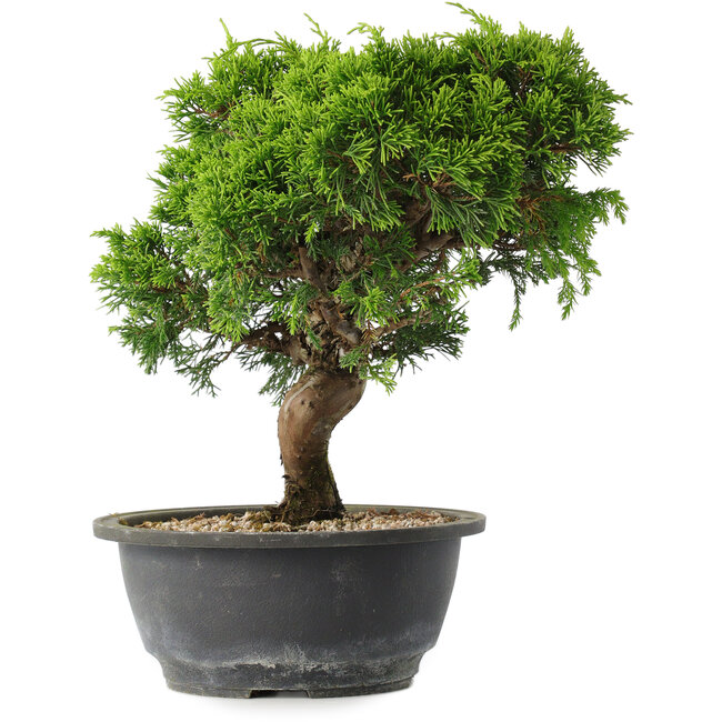 Juniperus chinensis Itoigawa, 25 cm, ± 15 jaar oud