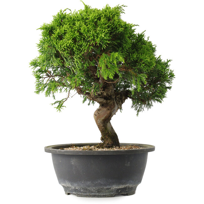 Juniperus chinensis Itoigawa, 25 cm, ± 15 años