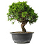 Juniperus chinensis Itoigawa, 25 cm, ± 15 years old