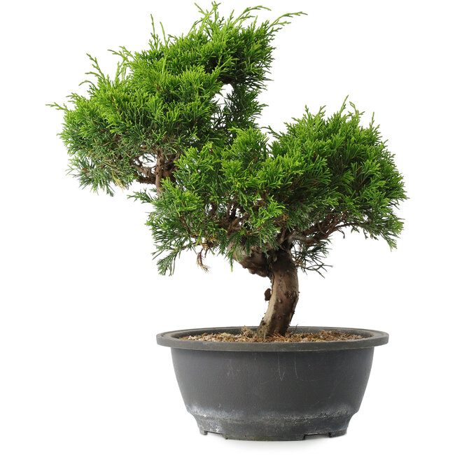 Juniperus chinensis Itoigawa, 28,5 cm, ± 15 años