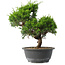 Juniperus chinensis Itoigawa, 28,5 cm, ± 15 anni