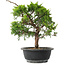Juniperus chinensis Itoigawa, 29 cm, ± 15 jaar oud