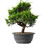 Juniperus chinensis Itoigawa, 28,5 cm, ± 15 anni