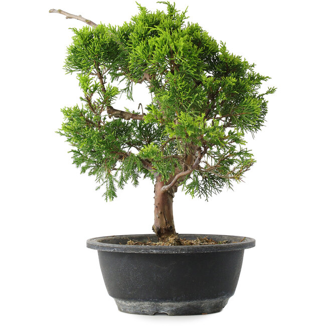 Juniperus chinensis Itoigawa, 29 cm, ± 15 ans
