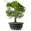 Juniperus chinensis Itoigawa, 29 cm, ± 15 jaar oud