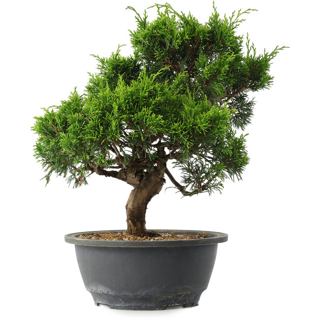 Juniperus chinensis Itoigawa, 28,5 cm, ± 15 jaar oud