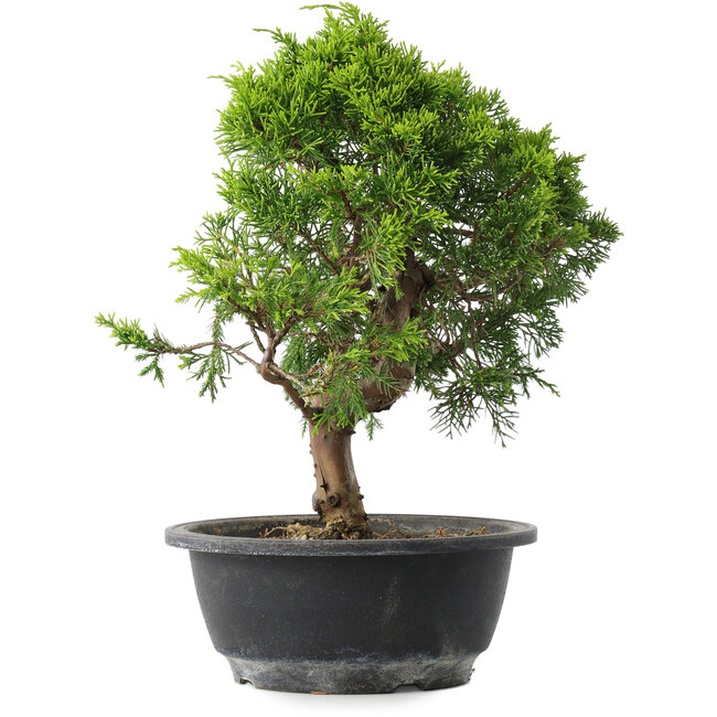Juniperus chinensis Itoigawa, 29 cm, ± 15 jaar oud