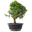 Juniperus chinensis Itoigawa, 29 cm, ± 15 jaar oud