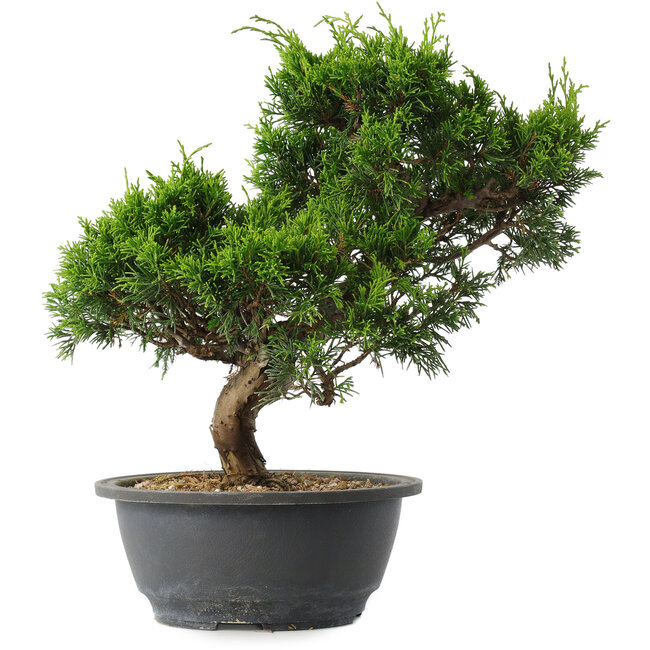 Juniperus chinensis Itoigawa, 28,5 cm, ± 15 jaar oud