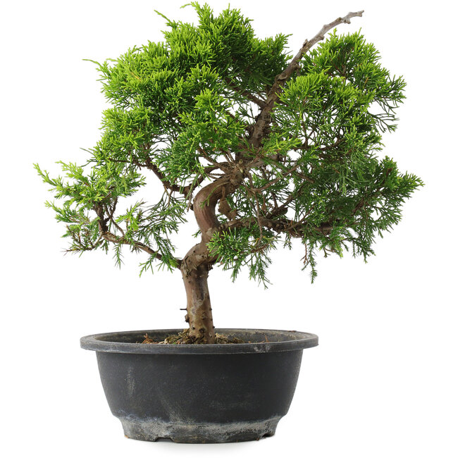 Juniperus chinensis Itoigawa, 29 cm, ± 15 Jahre alt