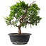 Juniperus chinensis Itoigawa, 29 cm, ± 15 jaar oud