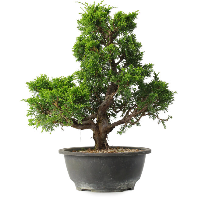 Juniperus chinensis Itoigawa, 32 cm, ± 15 jaar oud
