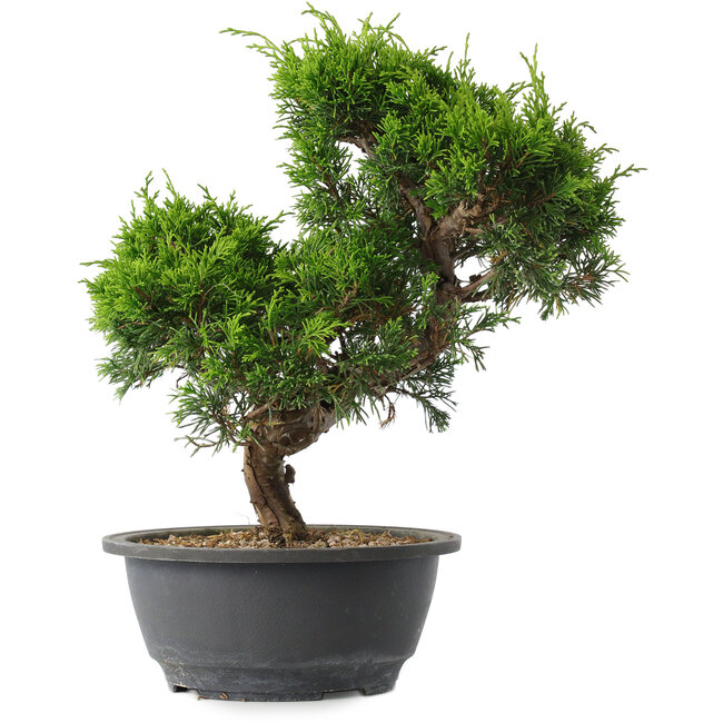 Juniperus chinensis Itoigawa, 28,5 cm, ± 15 ans