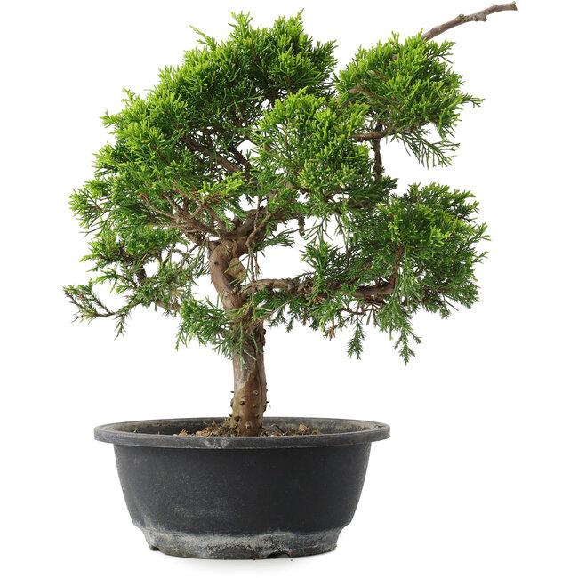 Juniperus chinensis Itoigawa, 29 cm, ± 15 Jahre alt